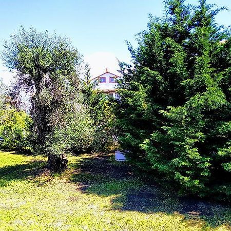 Ever Green Kavos Ngoại thất bức ảnh